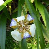 Trimezia gracilis (Herb.) Christenh. & Byng